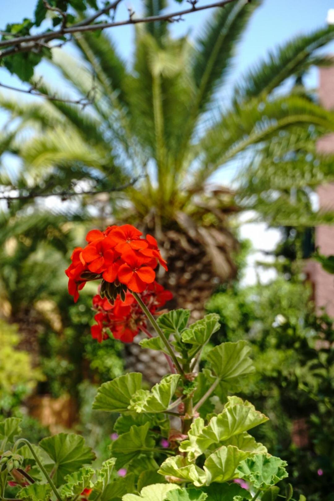 Vagia Traditional, Aegina Island Dış mekan fotoğraf